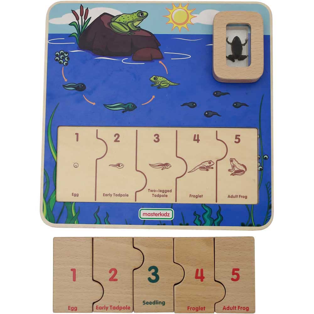 Frog Life Cycle Learning Board