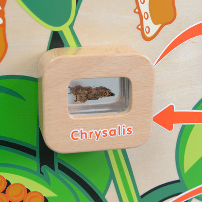 Light-Up Butterfly Life Cycle Wall Element