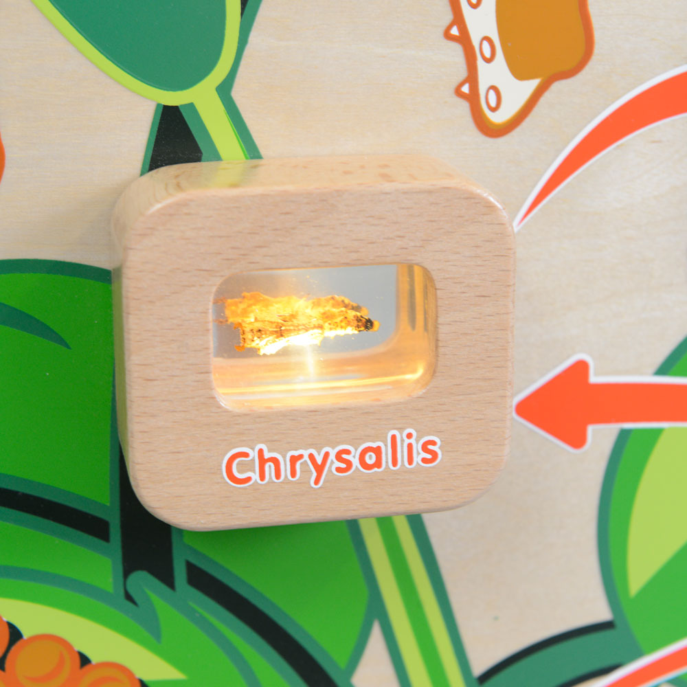 Light-Up Butterfly Life Cycle Wall Element