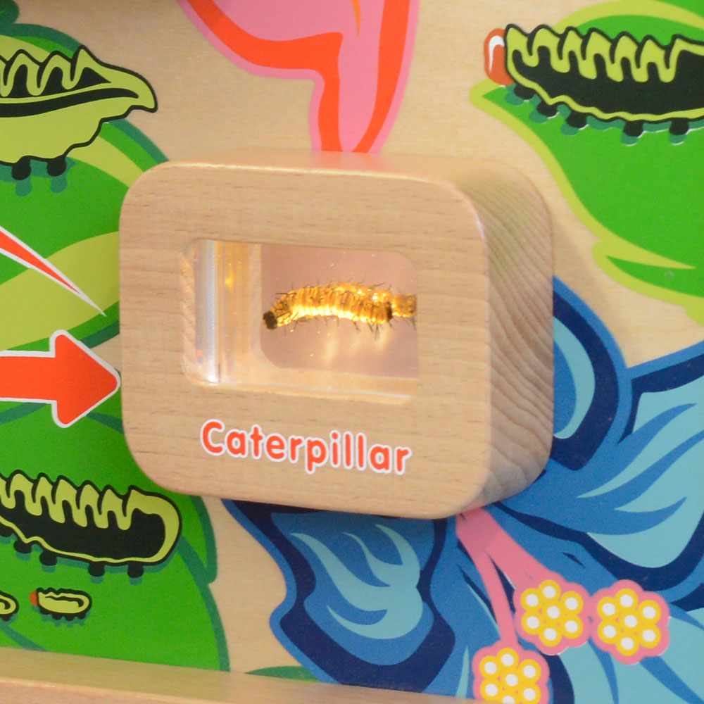 Light-Up Butterfly Life Cycle Wall Element